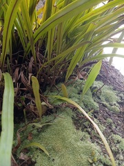 Pyrrosia longifolia