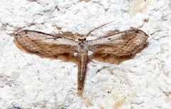 Euacidalia