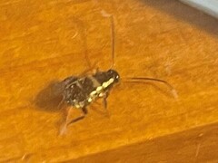 Periplaneta fuliginosa