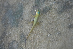 Anolis trinitatis