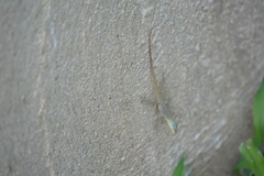 Anolis trinitatis