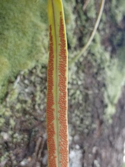 Pyrrosia longifolia