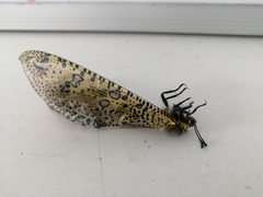 Palpares speciosus