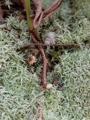 Pyrrosia longifolia