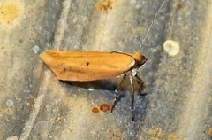 Ypsolopha ochrella