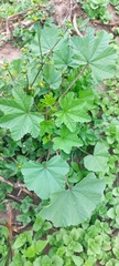 Malva parviflora