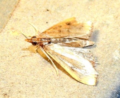 Udea rubigalis