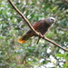 Amazona guildingii - Photo 由 mikeakresh 所上傳的 (c) mikeakresh，保留部份權利CC BY-NC