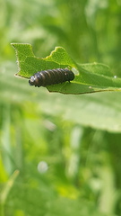Trirhabda canadensis