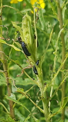 Trirhabda canadensis