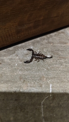 Liocheles