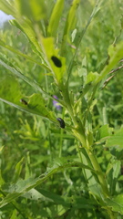 Trirhabda canadensis