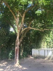 Paubrasilia echinata