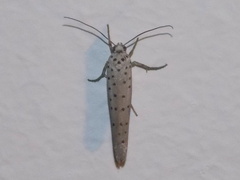 Yponomeuta fumigatus
