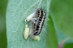 Zygaena lonicerae