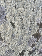 Flavoparmelia baltimorensis