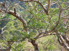 Phyllanthus emblica