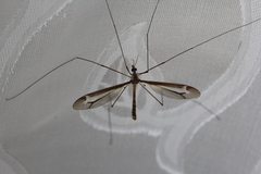 Tipula tricolor