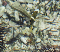 Chrysiptera biocellata