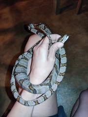 Boiga cynodon