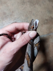 Boiga cynodon