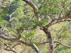 Phyllanthus emblica