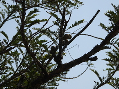 Phyllanthus emblica