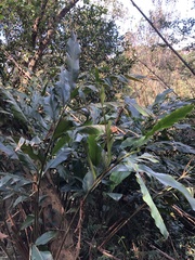 Alpinia uraiensis