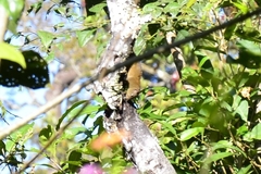 Funambulus sublineatus