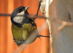 Parus major