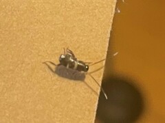 Periplaneta fuliginosa