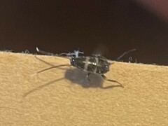 Periplaneta fuliginosa