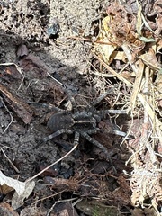 Tigrosa helluo