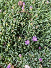 Carpobrotus chilensis