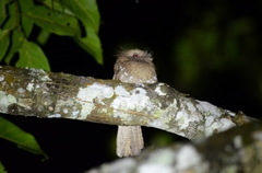 Batrachostomus moniliger