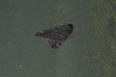 Alsophila aescularia