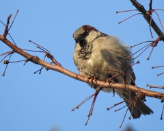 Passer domesticus