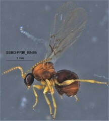 Cynipoidea
