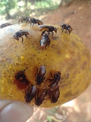 Oxytrigona tataira