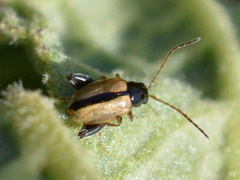 Longitarsus nigrofasciatus