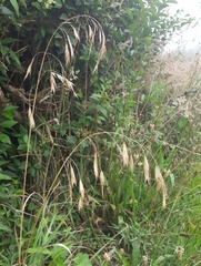 Bromus catharticus