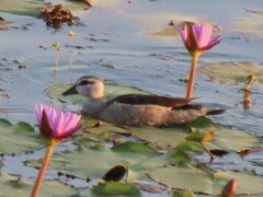 Nettapus coromandelianus