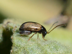 Longitarsus nigrofasciatus