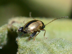 Longitarsus nigrofasciatus