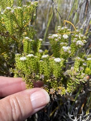 Phylica ericoides