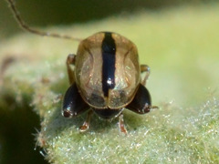 Longitarsus nigrofasciatus