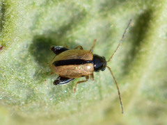 Longitarsus nigrofasciatus