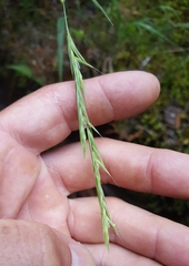 Brachypodium flexum