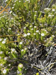Phylica ericoides
