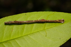 Lobonecroscia subflava
